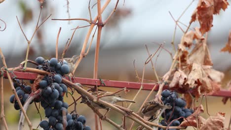 sparrow birds eating fruit grapes with dried branch and leaves in metal fence