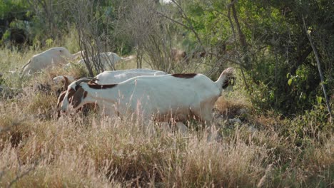 Ziegenherde,-Mitglieder-Der-Bovidae-Tierfamilie,-Die-An-Sonnigen-Tagen-Gras-In-Ihrer-Natürlichen-Umgebung-Bewegt-Und-Frisst,-Buschvegetation,-Konzept-Domestizierter-Tiere