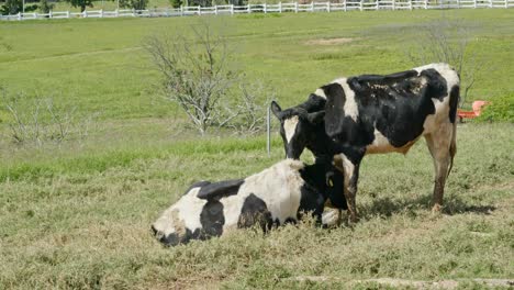 koeien in een boerderij