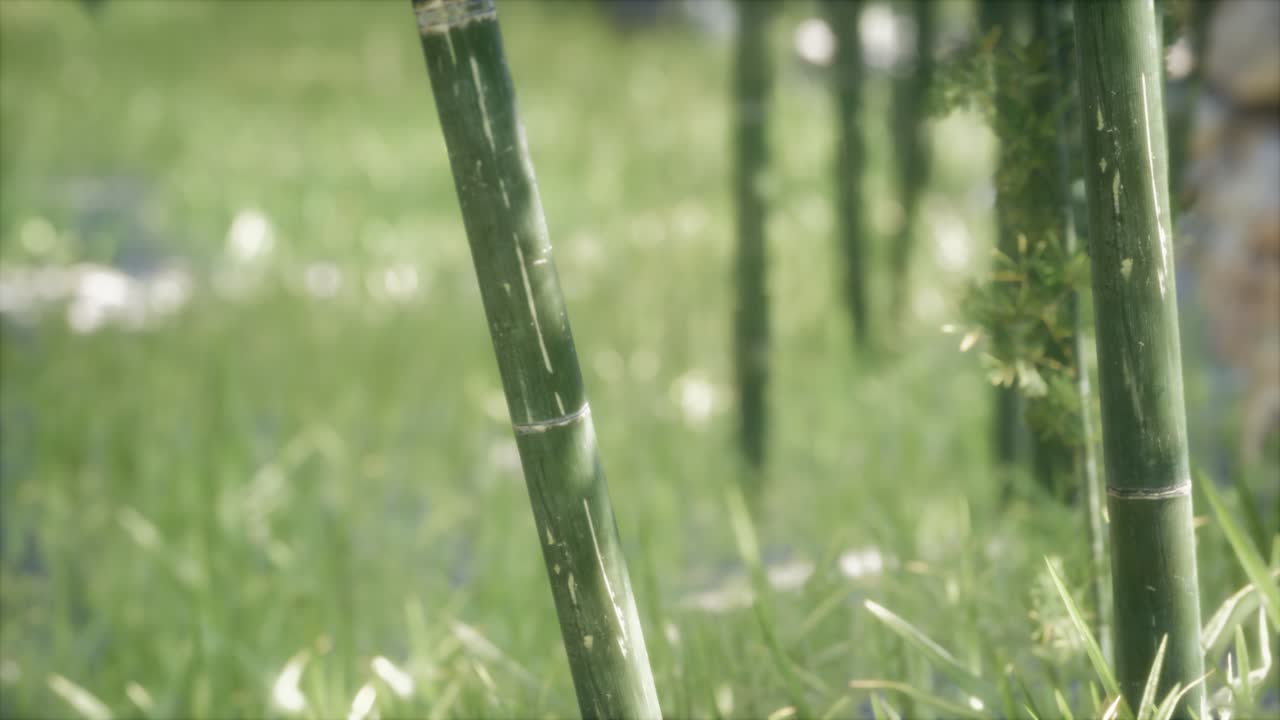 초록색 대나무 숲 배경