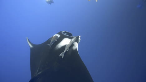 a group of scuba divers watches giant black manta ray