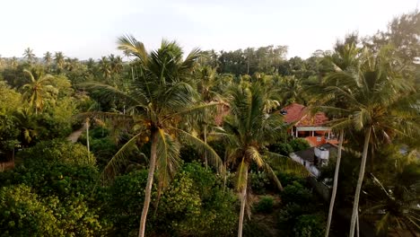 drone flying around big green coconut palm trees and tropical vacation hotels and houses on exotic sunny resort island