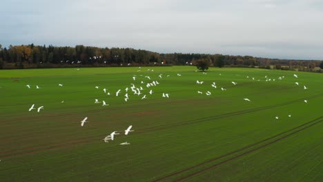 countless swans fly above green agricultural field, scared behavior, latvia