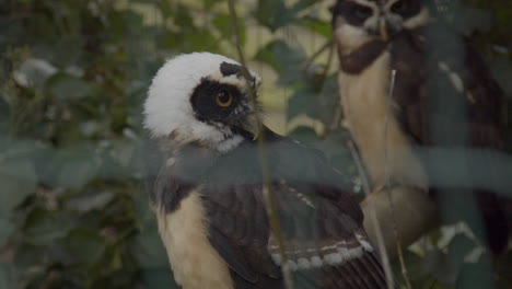 captive brown wood owl  turning head towards camera