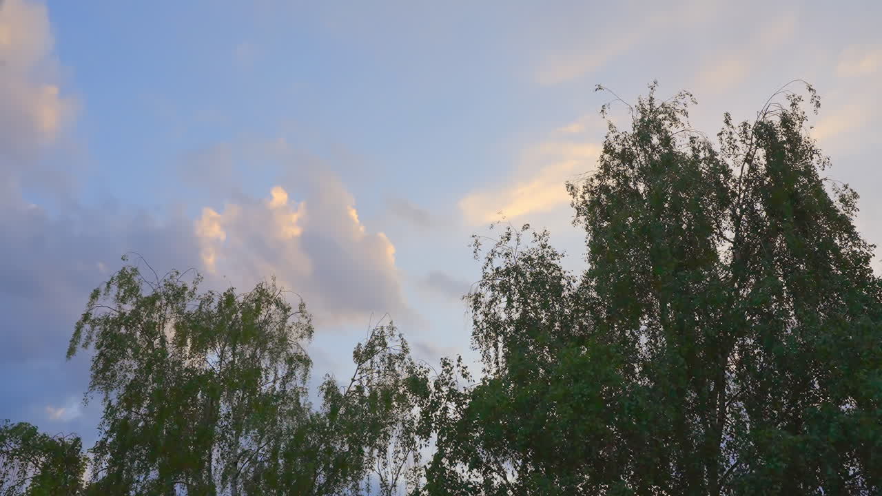 Timelapse of Moving Clouds with Sunset Colors Above Birch Tree Branches, low angle view