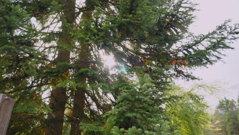 Sunrays-reaching-out-over-a-pine-tree-in-the-graveyard,-Panning-view