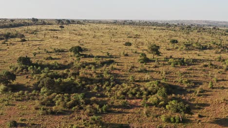 africa aerial drone shot of masai mara landscape in kenya, beautiful view of vast african scenery from high up above, wide angle establishing shot flying over trees, shrubland and nature