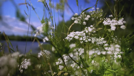 white flowers in a meadow by a river