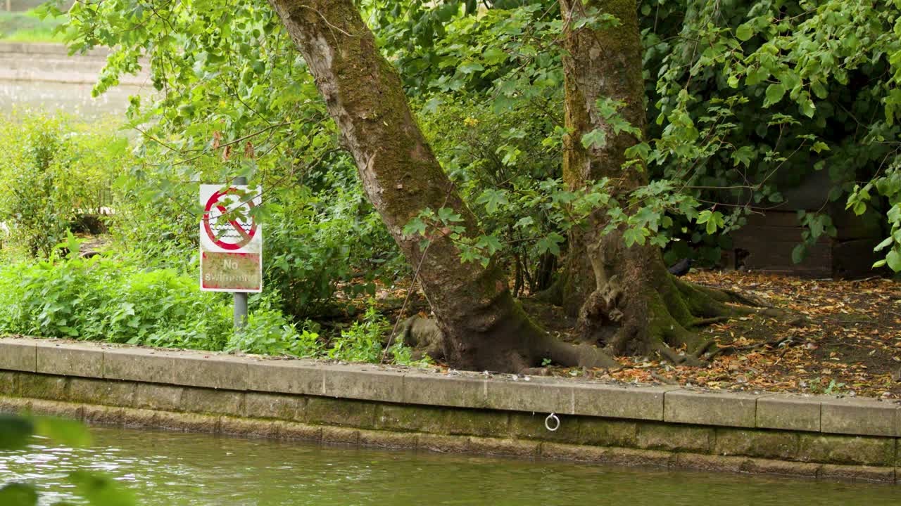Camera pans past no swimming sign by lakeside, lush greenery, daylight, tranquil outdoor setting