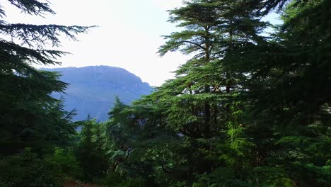 Montaña-De-Babur-Atlas-Bosque-De-Cedros---Setif-Argelia