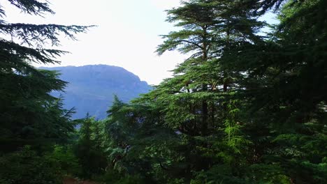 del bosque de cedro de la montaña de babur atlas - setif argelia