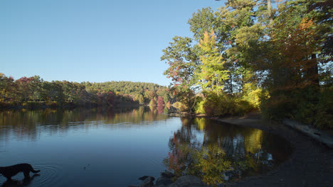 a calm lake surrounded by autumn trees sits beyond a small beach as the camera pans with a dog standing in the water