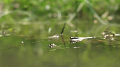 two yellow-bellied toad floating in a pond