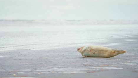 bebé foca del puerto tendido en su lado en la playa de arena gris y jadeando