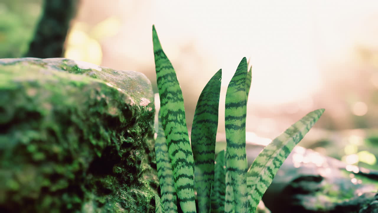 안개  ⁇ 은 열대 우림과 나무 가지를 통해 밝은  ⁇ 빛  ⁇