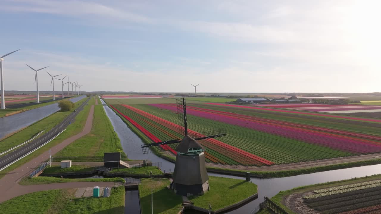 Vista aerea del mulino a vento Noorder-M circondato da tulipani in fiore a Sint Maartensvlotbrug