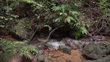 Río-De-Montaña-Que-Fluye-En-La-Selva-Tropical