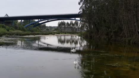 Graceful-swans-glide-on-a-serene-lake,-framed-by-the-iconic-Cantabria-bridge