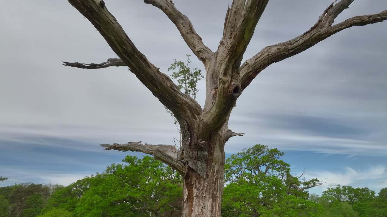 Slow orbit of dead tree in a field at Nicky Nook, Lancashire.
