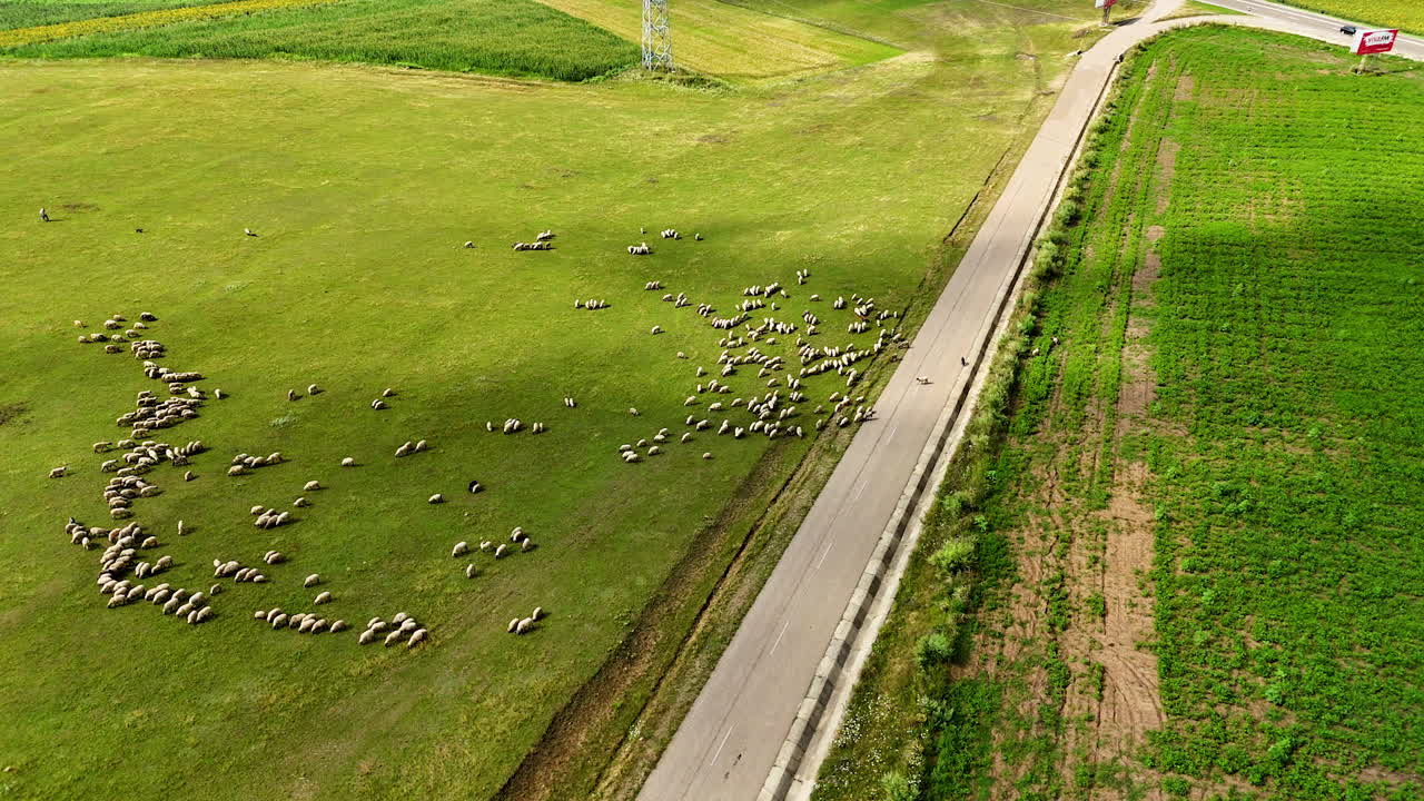 Herd moving slowly across open farmland. Groups of sheep shift across the bright grassy slope bordered by cropland and a road