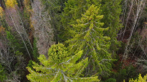 Aerial footage of a witch´s broom deformed spruce treetop