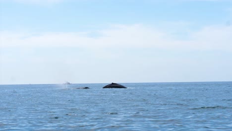 humpback whales breach surface, spraying water from nozzles before diving back down