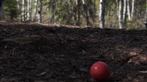 a shepherd dog plays with a ball, hears something and runs away