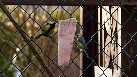 great tit and blue tit harmoniously eat lard hanging from a fence until something startles them