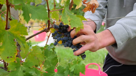 recogiendo uvas a mano en una bodega