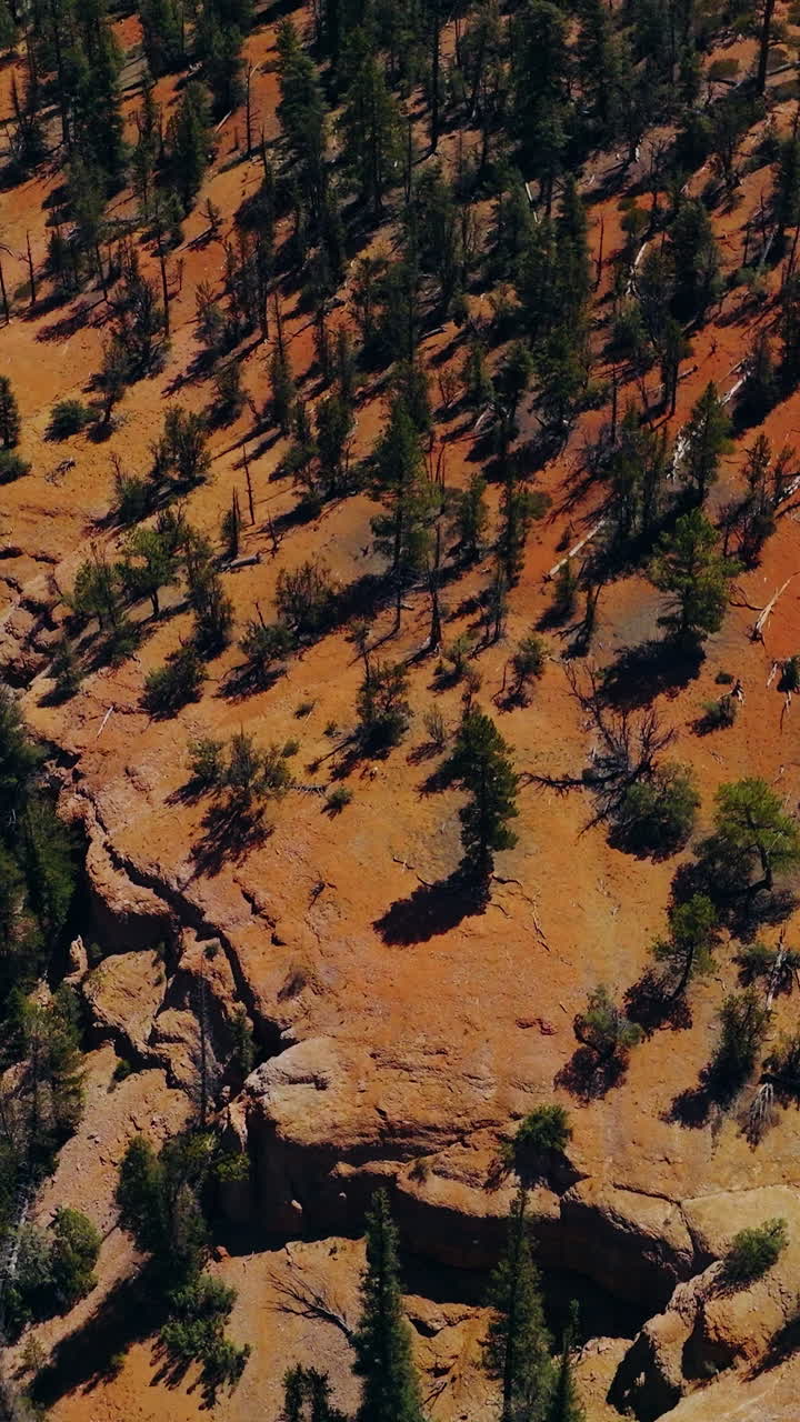 Rocky dry landscape of mountainous territories overgrown with pine trees. Drone footage over sunny scenery of Arches Canyons Park. Vertical video