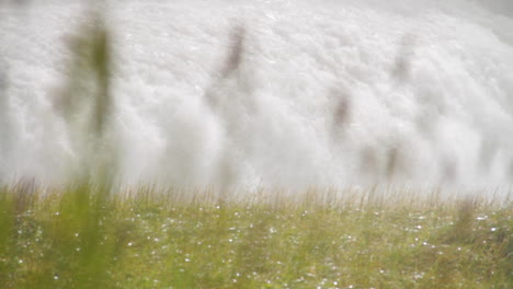 Iceland-Gullfoss-Waterfall-Flowing-With-Flowers-in-Foreground-in-Daylight