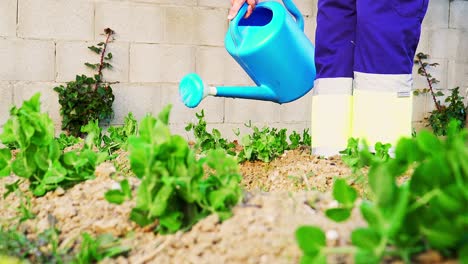 person watering an orchard with a blue watering can