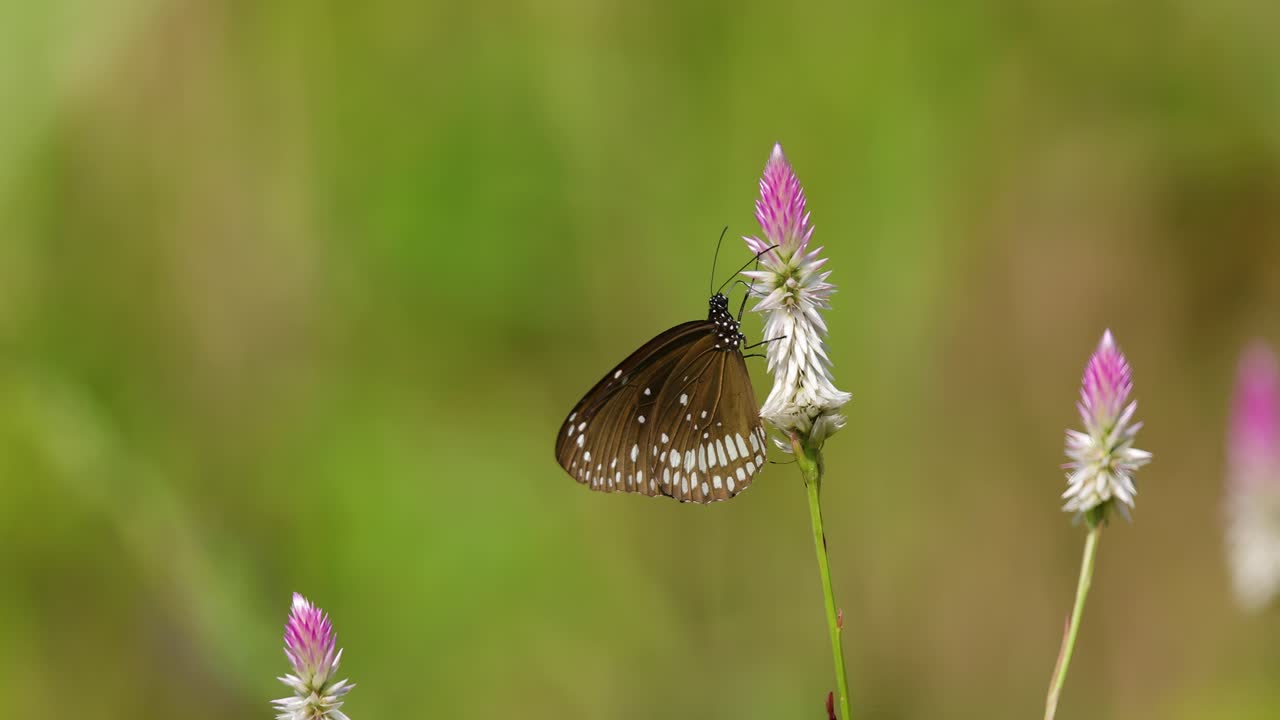una mariposa cuervo común sentada sobre flores blancas rosadas temprano en la mañana en una jungla en india disfrutando de la luz del sol