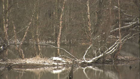 eastern north carolina swamp snow