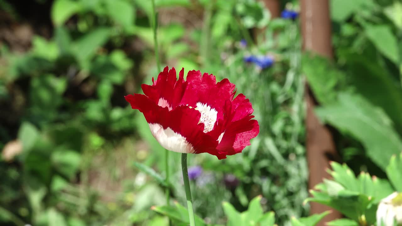 Annual poppy “Danish Flag” moving gently in a slight breeze