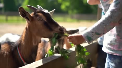 a child feeding goats fresh greens at a farm, highlighting the joyful interaction between animals and kids in a sunny outdoor setting