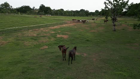 Drone-Volando-Sobre-Caballos-Pastando-En-Un-Recinto-Agrícola