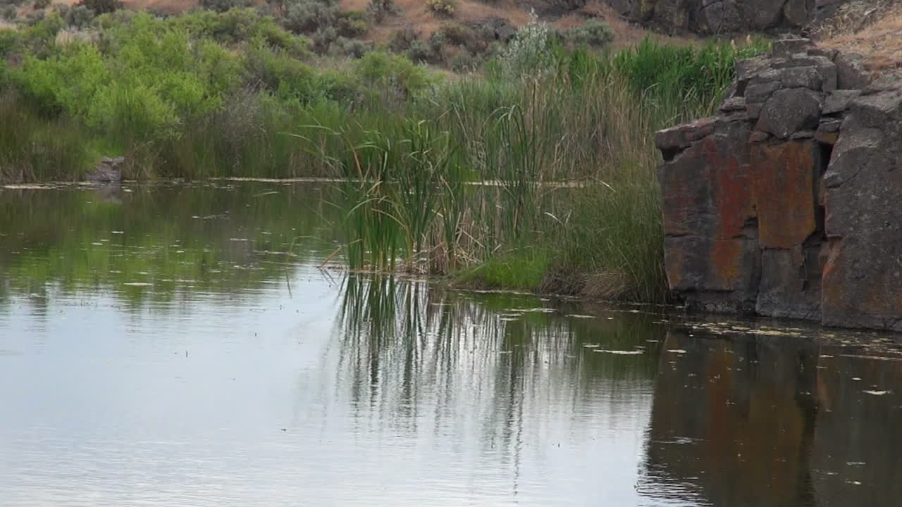 Pond grasses blow in breeze, reflected in the calm water surface