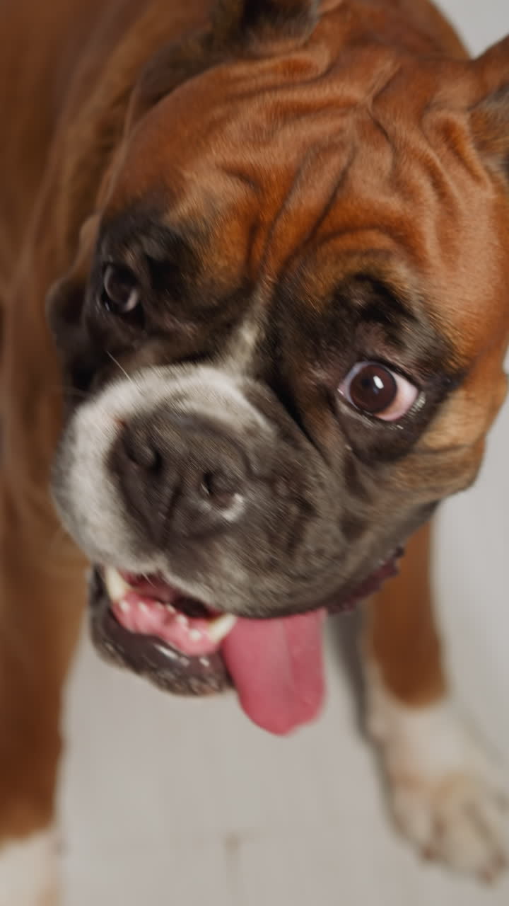 Adorable domestic dog sticks tongue out looking to sides. Hungry brown animal sits on white floor in kitchen waiting for delicious food closeup
