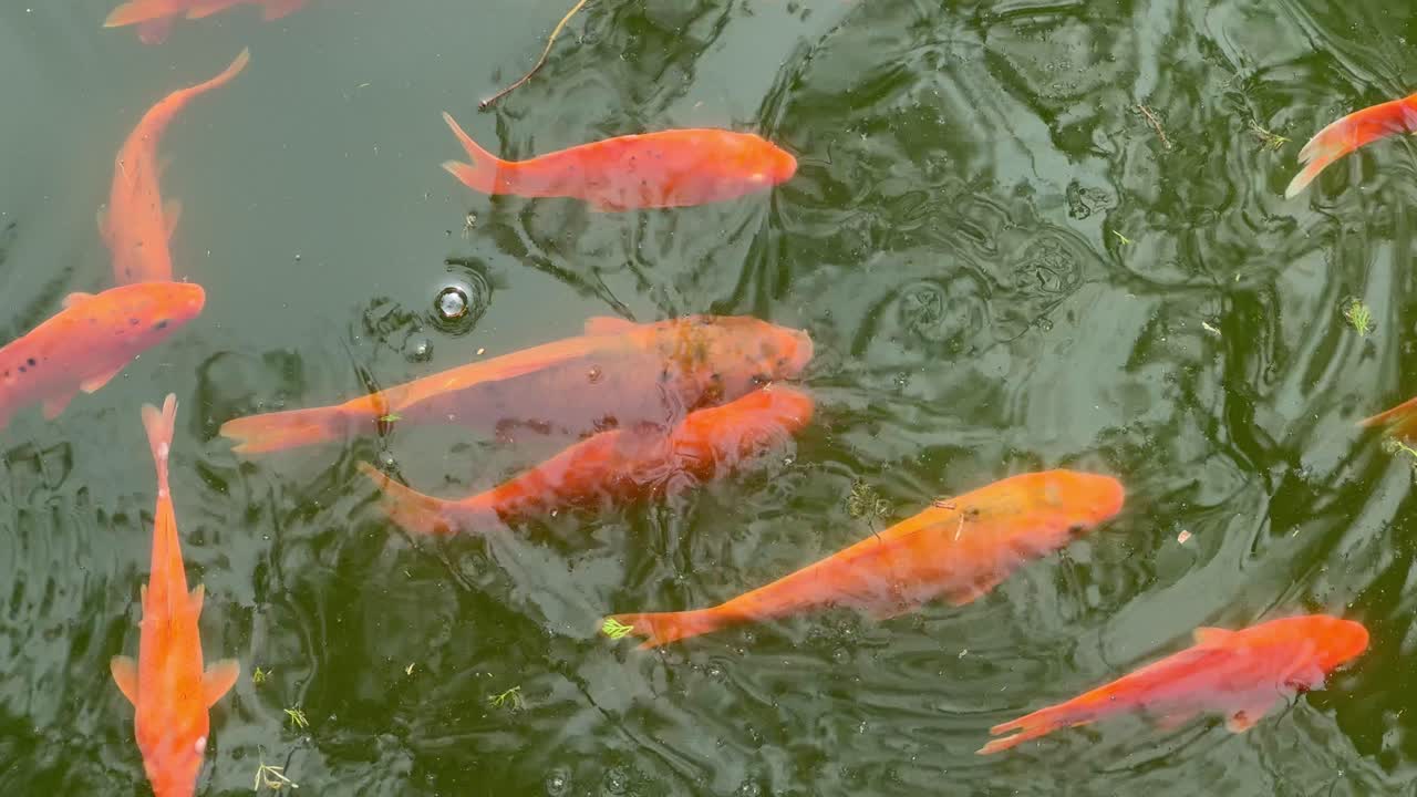 A group of vibrant orange and golden fish swimming in calm green water. Beautiful underwater movement creating a relaxing and meditative atmosphere