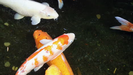 a variety of koi fish swimming in a pond