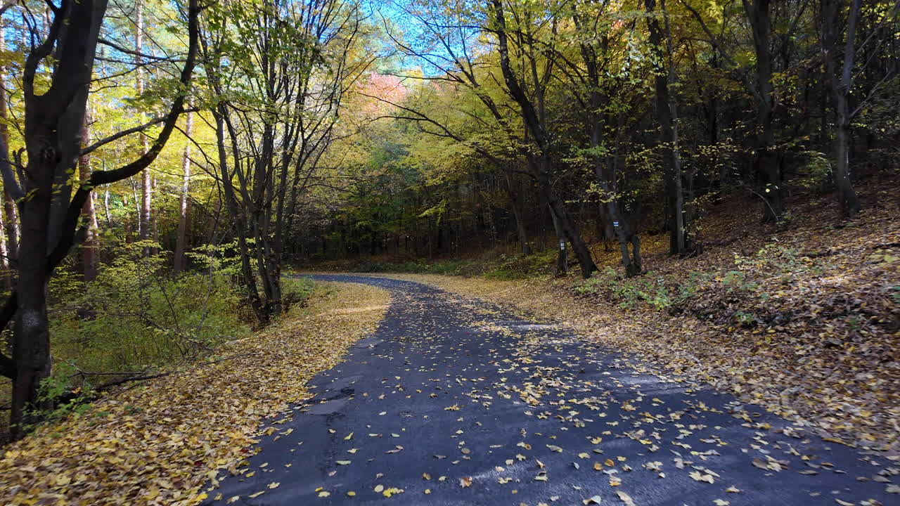 Carretera forestal sinuosa con hojas de otoño