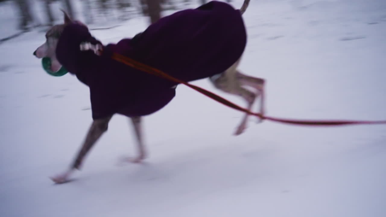 Woman walking behind whippet dog running after green ball in winter forest on snowy bridge. Dog wears purple coat and pulls long red leash through snow as tall pine trees surround quiet trail