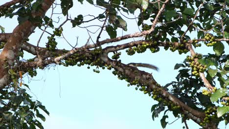 Ardilla-De-Finlayson-O-Ardilla-Variable-Callosciurus-Finlaysonii-Vista-En-Una-Rama-De-Un-árbol-Frutal-Comiendo-Y-Se-Va-Hacia-La-Izquierda-Buscando-Algo,-Parque-Nacional-Khao-Yai,-Tailandia