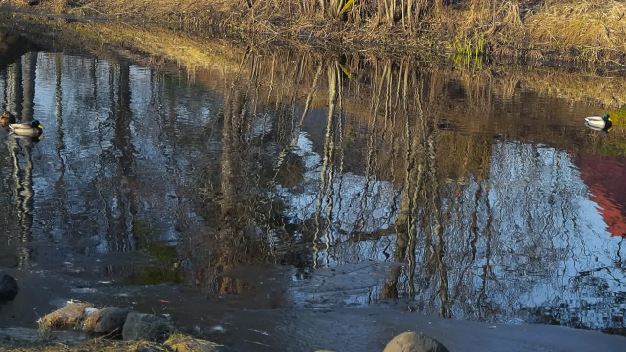 Mallard ducks and birds swimming in a cold dark river water during winter or late autumn time day with sunshine. Water is reflecting the birds, trees around them and riverbanks. Ice on water visible.