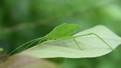 Green-grasshopper-on-leaf-in-a-garden-in-a-tropical-country-Sri-Lanka-