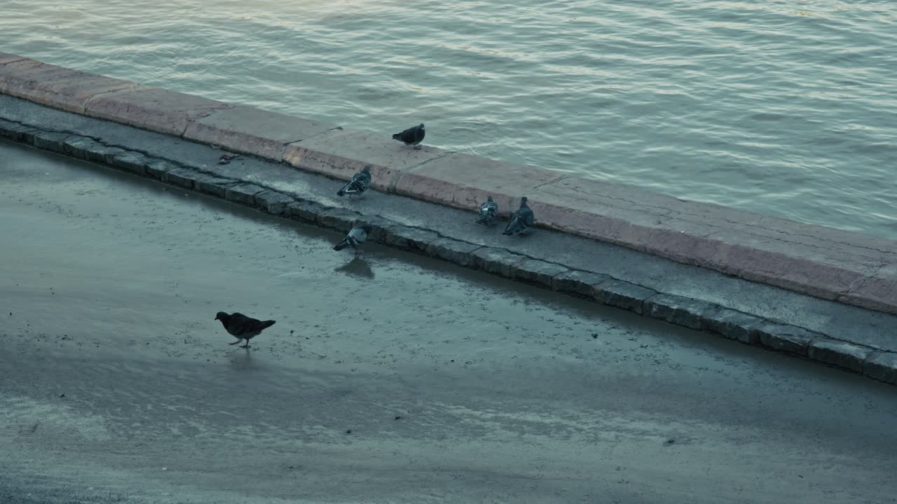 Pigeons standing on a wet riverside walkway near calm water, Budapest, Hungary