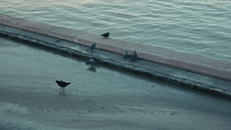 pigeons standing on a wet riverside walkway near calm water, budapest, hungary
