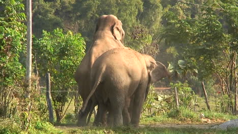 tres elefantes en el zoológico