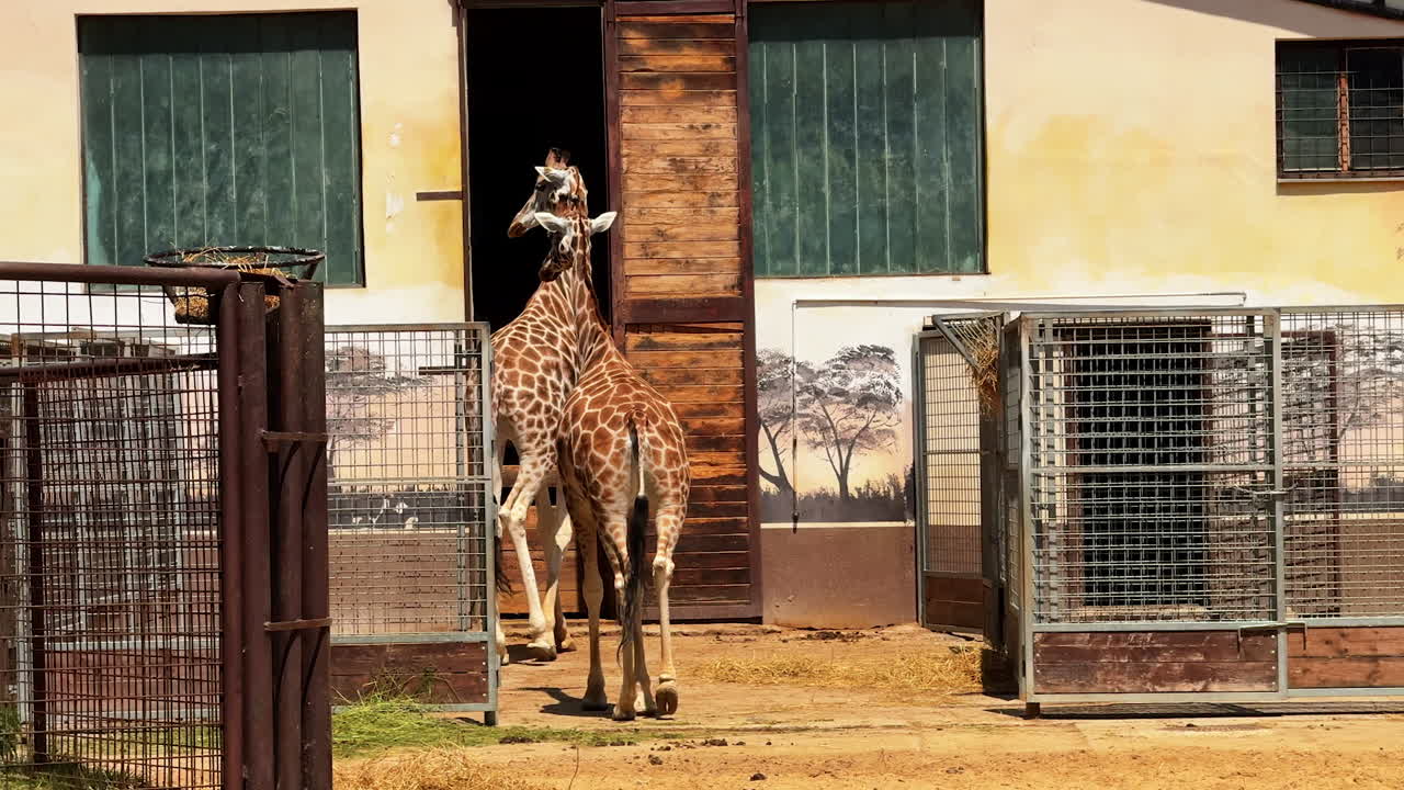 Giraffes wandering near their enclosure. Two giraffes stand outside their pens at a wildlife center, enjoying the warm sunlight and open space during midday